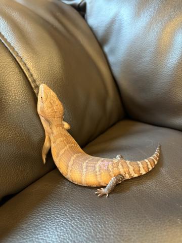 キタアオジタトカゲ