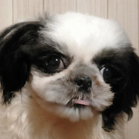シーズー♪ここりんママ’の愛息子くん