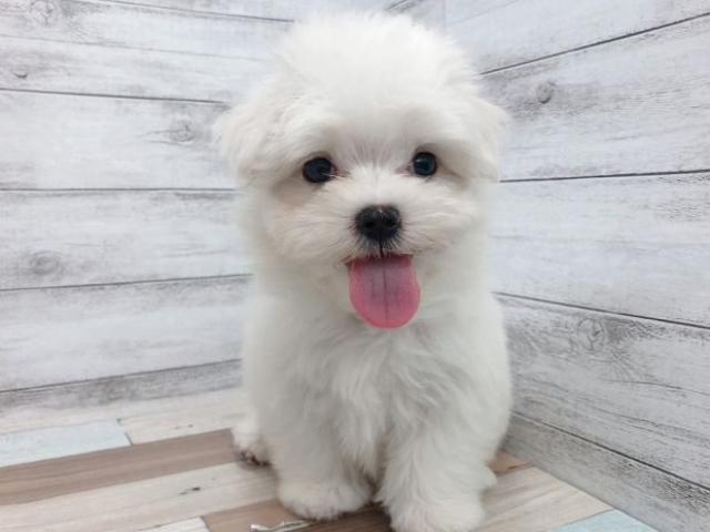マルチーズ
