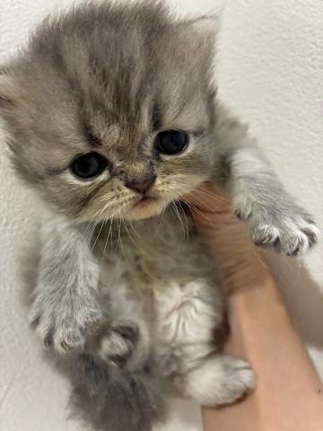 ペルシャ・ヒマラヤン