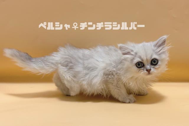 ミヌエット（旧ナポレオン）
