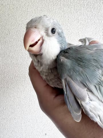 オキナインコ