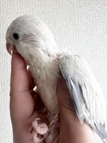 オキナインコ