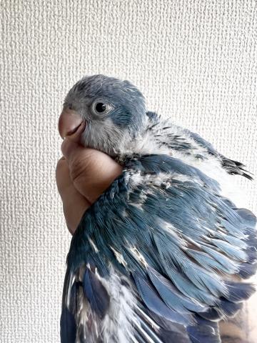 オキナインコ