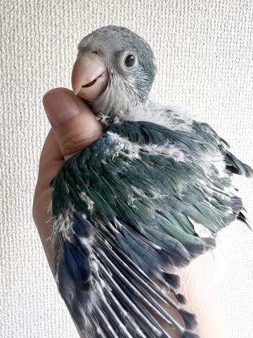 オキナインコ