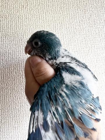 オキナインコ