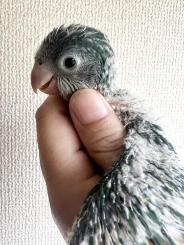 オキナインコ