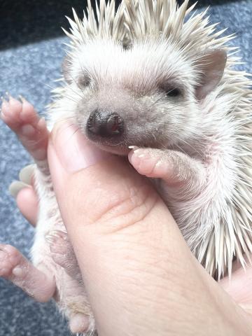 ヨツユビハリネズミ