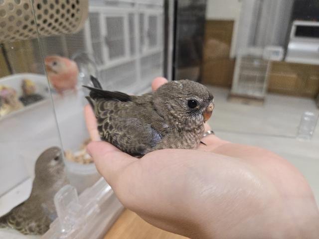 アキクサインコ