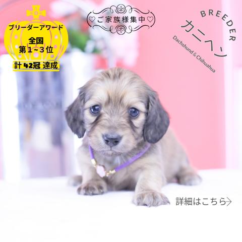 カニヘンダックスフンド ロング
