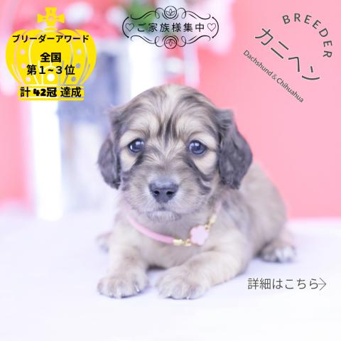 カニヘンダックスフンド ロング