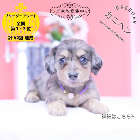 カニヘンダックスフンド ロング