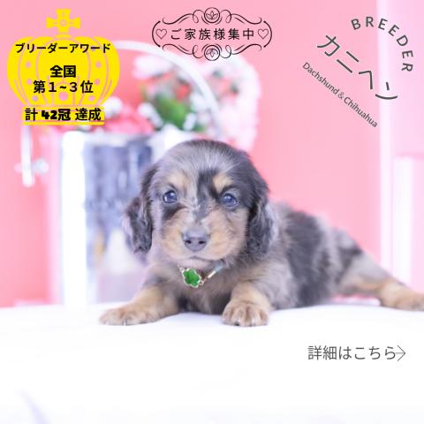 カニヘンダックスフンド ロング