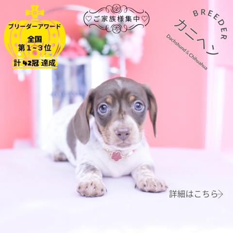 カニヘンダックスフンド スムース