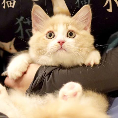 サイベリアン