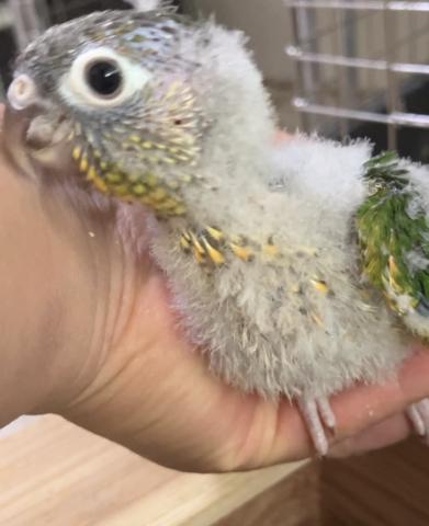 ウロコインコ
