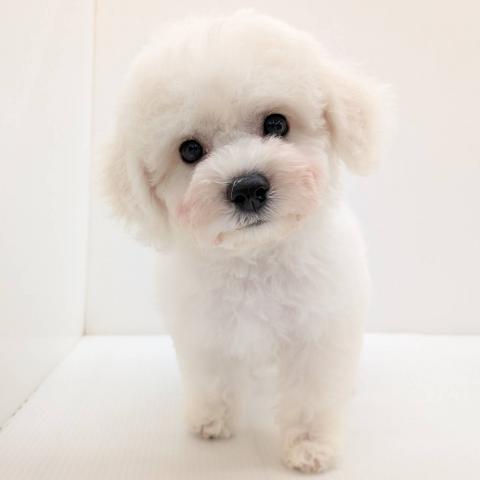 ビションフリーゼ子犬