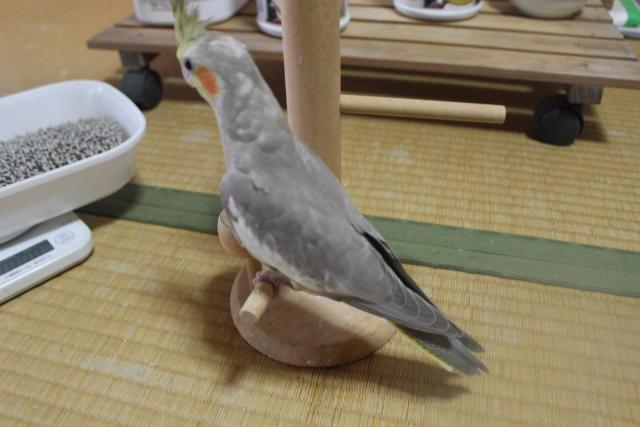 オカメ挿し餌中
