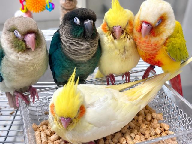 ウロコインコT1
