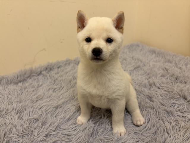 豆柴犬