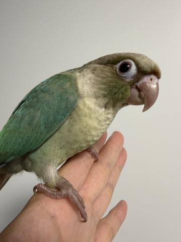 ウロコインコ
