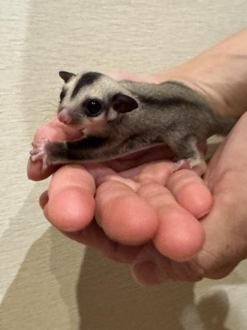 (ノーマル)