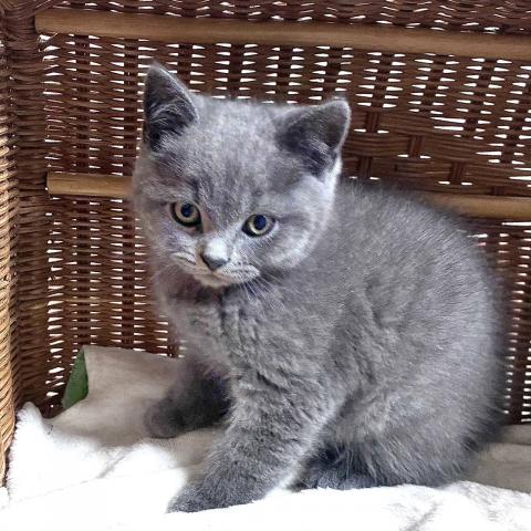 ブリティッシュショートヘア