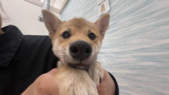 柴犬小豆柴