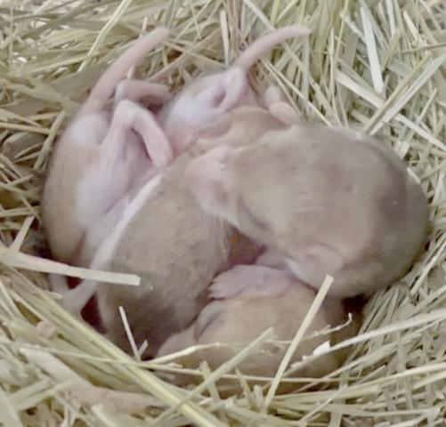 【ご予約受付中】オブトアレチネズミ(ファットテールジャービル・マカロニマウス)