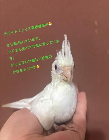 オカメインコ