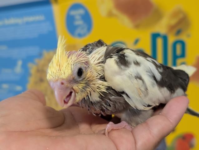 オカメインコ PFパイド