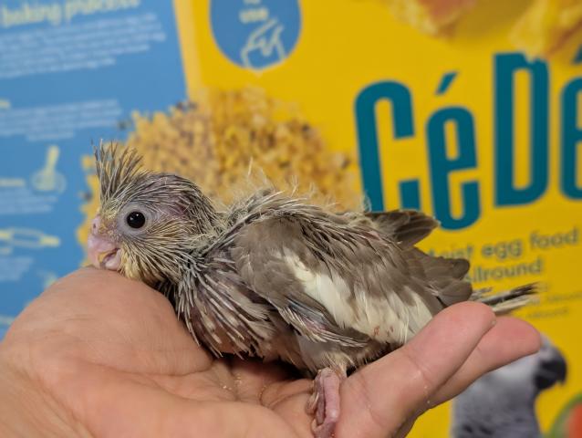 オカメインコ PFシナモン