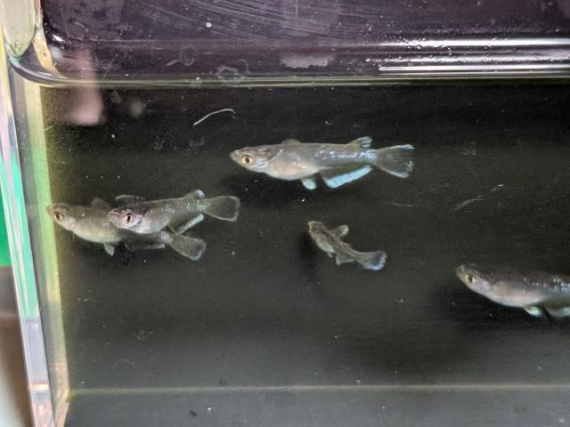 オランジェメダカ