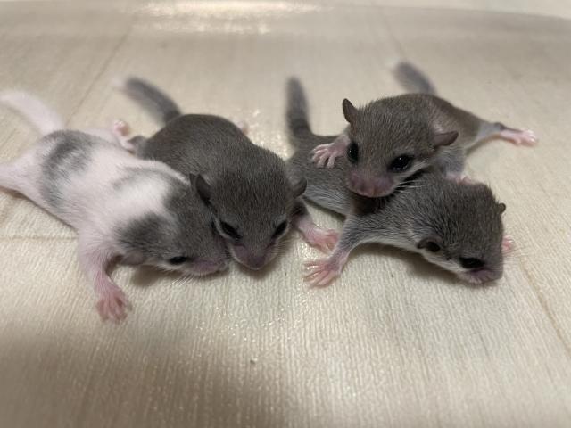 アフリカヤマネ