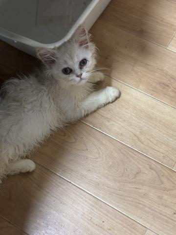 ペルシャ・ヒマラヤン