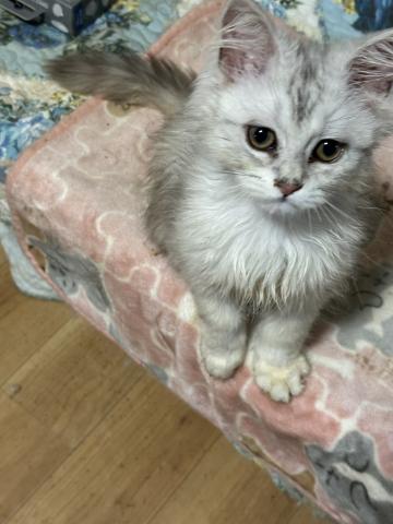 ペルシャ・ヒマラヤン