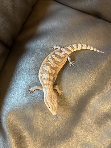 キタアオジタトカゲ