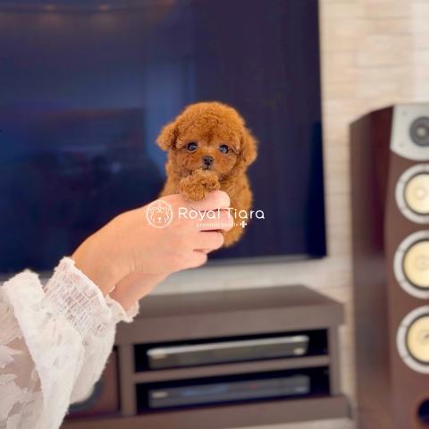 トイプードル