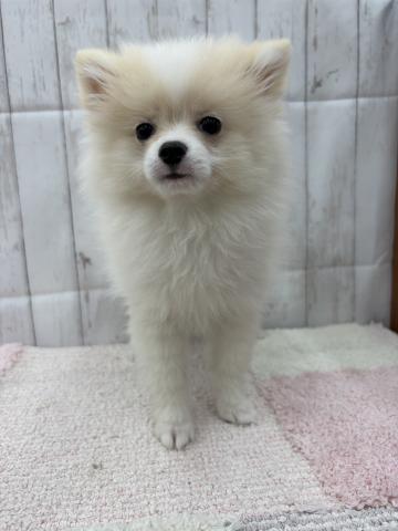 ポメラニアン
