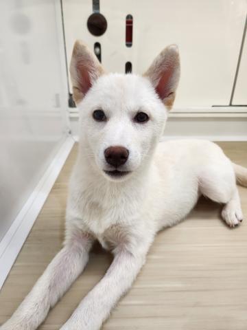 柴犬