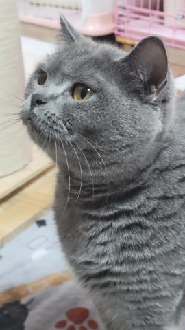 ブリティッシュショートヘア