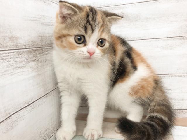 MIX(雑種)