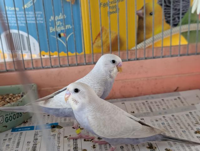 ホワイトウイングライラックセキセイインコ