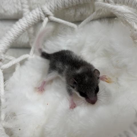 アフリカヤマネ