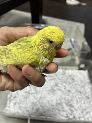 ジャンボセキセイインコ
