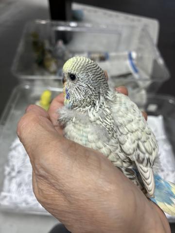 ジャンボセキセイインコ