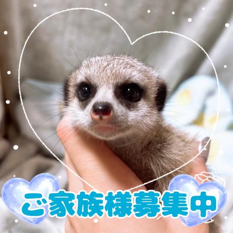 ミーアキャット