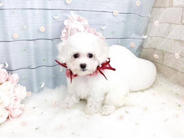 ビションフリーゼ