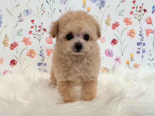 トイプードル成犬時1.0〜1.4kg予想