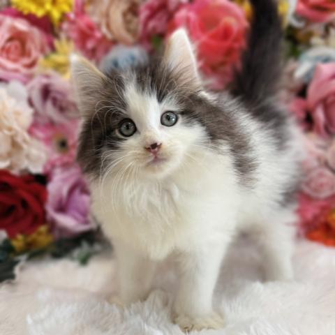 ノルウェージャンフォレストキャット